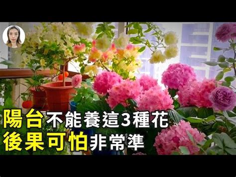 陽台可以種玫瑰花嗎